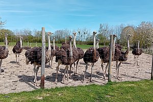 Gruppe von Straußen hinter einem Zaun auf sandigem Boden mit Gras im Vordergrund