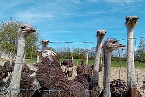 Eine Gruppe Strauße hinter einem Zaun, umgeben von grünem Gras und einem blauen Himmel.