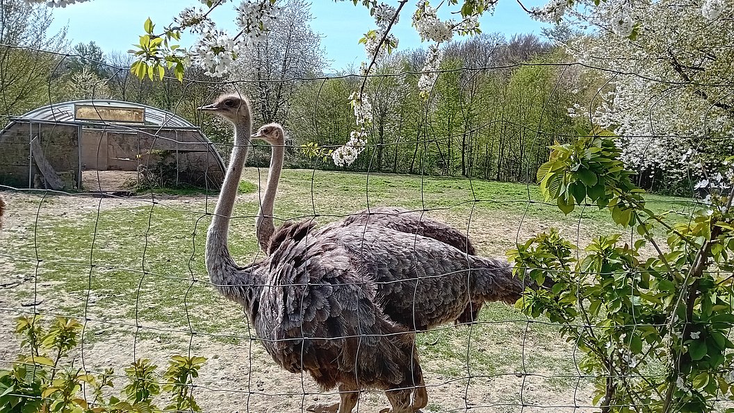 Zwei Strauße hinter einem Maschendrahtzaun auf einer Wiese mit blühenden Bäumen im Hintergrund