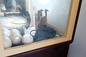 Zwei junge Vögel stehen in einem Gehege mit mehreren weißen Eiern auf dem Boden